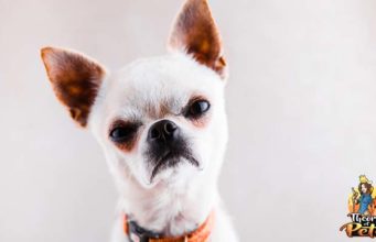 TOP #69: How to Handle Aggressive Dogs How to Handle Aggressive Dogs