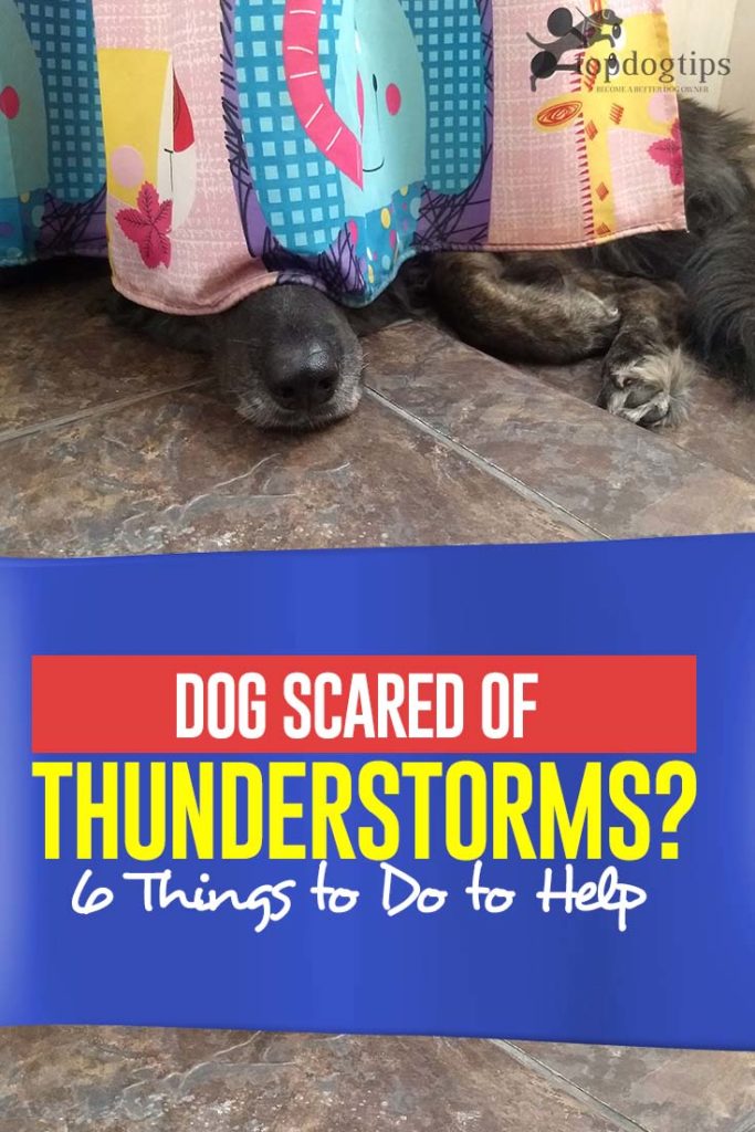 Dog Scared of Thunderstorms? 6 Things to Do to Help