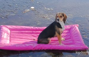 Review: Lazy Dog Lounger Raft for Dogs Lazy Dog Lounger