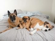 Ready for Dog No. 3? Signs It’s Time to Welcome Another Pup Ready for Dog No. 3 - Signs You're Ready to Welcome Another Pup