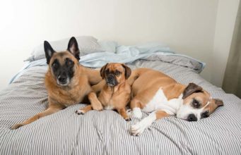 Ready for Dog No. 3? Signs It’s Time to Welcome Another Pup Ready for Dog No. 3 - Signs You're Ready to Welcome Another Pup