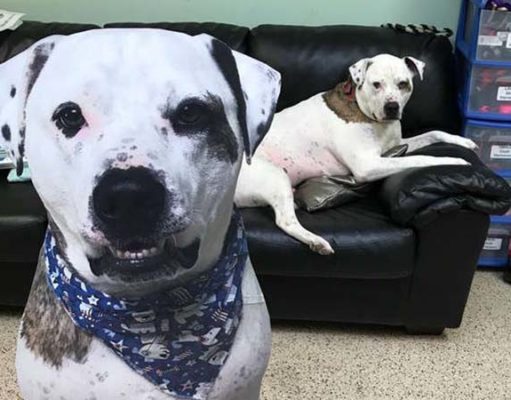 Shelter Dog Stars in ‘The Office’ Parody to Help Him Get Adopted Shelter Dog Stars in 'The Office' Parody to Help Him Get Adopted