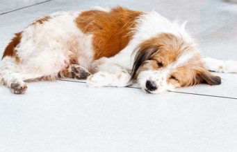 Vitamin Deficiencies in Dogs: Causes and Treatments Signs and Treatment of Different Vitamin Deficiencies in Dogs