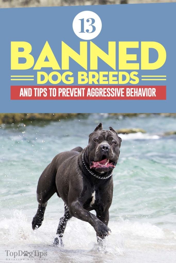 13 Banned Dog Breeds That Are Most Often Discriminated Against (2020)