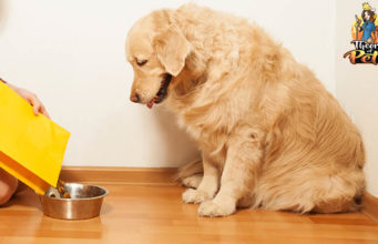 TOP #68: The 411 On Functional Ingredients in Dog Food The 411 On Functional Ingredients in Dog Food