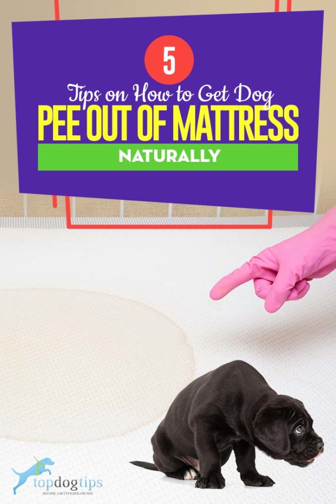 5 Tips on How to Get Dog Pee Out of Mattress