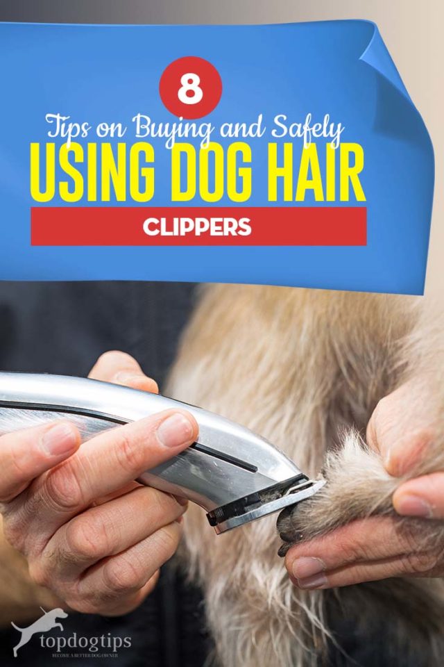 8 Tips on Buying and Safely Using Dog Hair Clippers