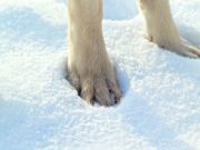 Dog Paw Protection: 5 Ways of Protecting Dog Paws in Winter The Best Dog Paw Protection in the Winter