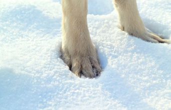 Dog Paw Protection: 5 Ways of Protecting Dog Paws in Winter The Best Dog Paw Protection in the Winter