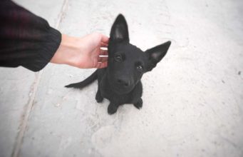 The Complete Guide to Fostering a Dog The Complete Guide to Fostering a Dog