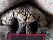What to Do If Your Dog Has Dry Nose Tips on What to Do If Your Dog Has Dry Nose