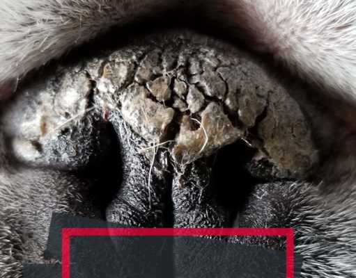 What to Do If Your Dog Has Dry Nose Tips on What to Do If Your Dog Has Dry Nose