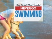 20 Dog Breeds Worst at Swimming Top 20 Dog Breeds Worst at Swimming