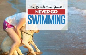 20 Dog Breeds Worst at Swimming Top 20 Dog Breeds Worst at Swimming