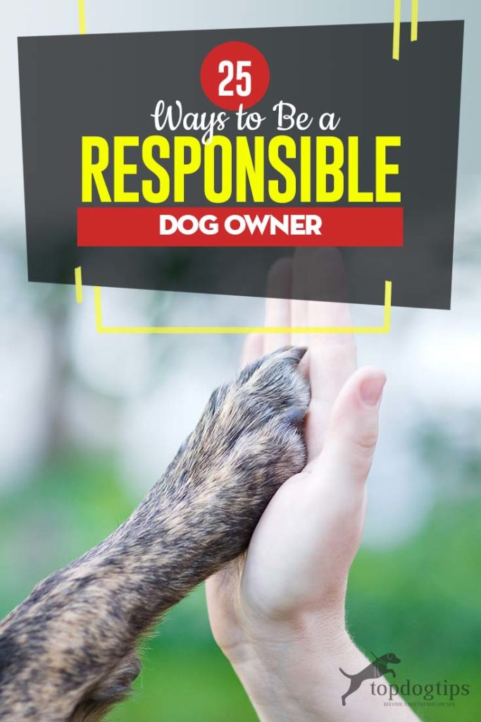 25 Ways to Be a Responsible Dog Owner A New Owner's Starter Guide