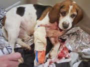Two Dogs Thrown Out on a NY Highway Saved by a Trucker Two Dogs Thrown Out of a Moving Vehicle on a Highway Saved by a Trucker