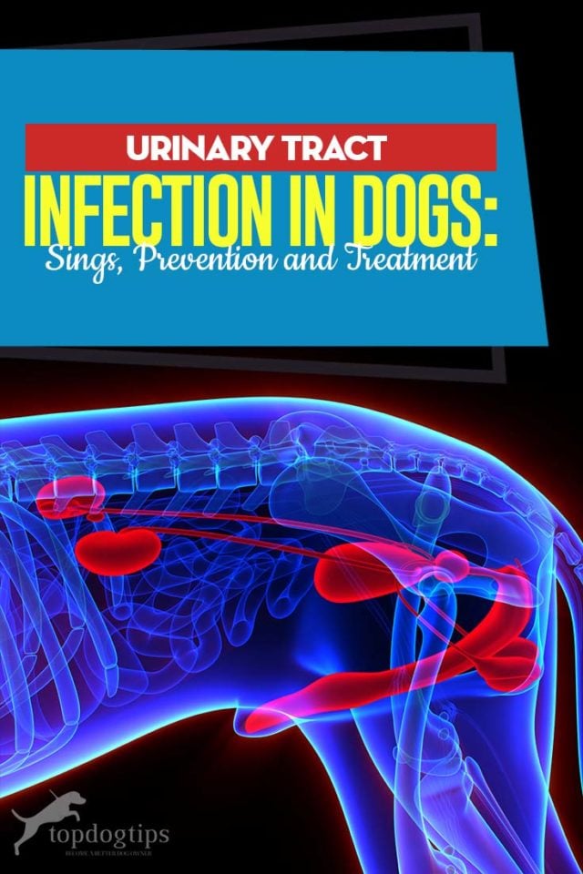 Urinary Tract Infection in Dogs: Science-based Prevention and Treatments