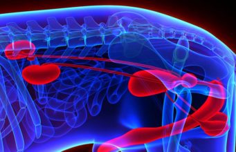 Urinary Tract Infection in Dogs: Prevention and Treatments Urinary Tract Infection in Dogs - Prevention and Treatments
