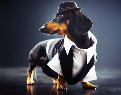 10 Cheap Dog Clothes That Are Actually Stylish 10 Cheap Dog Clothes That Are Actually Stylish