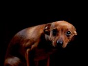 10 Things Dogs Are Scared of the Most 10 Things Dogs Are Scared of the Most