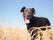 15 Breeds with Least Health Problems 15 Breeds with Least Health Problems