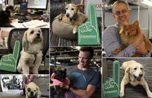 35 Most Dog-Friendly Offices in the U.S. 35 Most Dog-friendly Offices in America