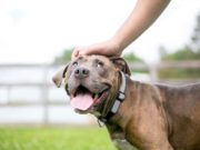 6 Ways to Tell If You and Your Adopted Dog Are a Perfect Match 6 Ways to Tell If You and Your Adopted Dog Are a Perfect Match