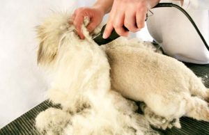 7 Tips for Shaving a Double Coated Dog 7 Tips for Shaving a Double Coated Dog