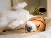 Can Bed Bugs Travel on Dogs? Can Bed Bugs Travel on Dogs