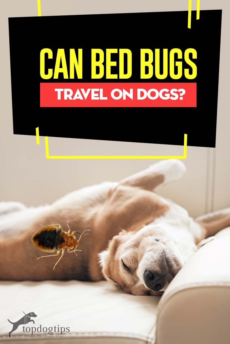 can bed bugs live on dogs