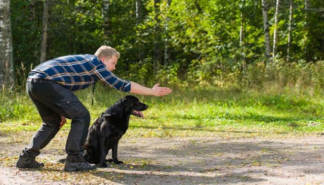 Hunting Dog Training: The Ultimate Guide with a Timeline