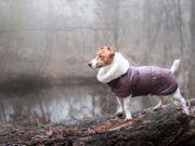Dog Winter Coats: Do They Actually Help Our Pets Stay Warm? Dog Winter Coats - Do They Actually Help Our Pets Stay Warm