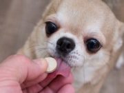 Dogs and Vitamins: What to Give and What to Avoid Dogs and Vitamins - What to Give and What To Avoid