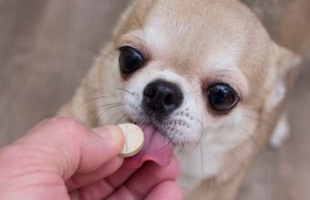 Dogs and Vitamins: What to Give and What to Avoid Dogs and Vitamins - What to Give and What To Avoid