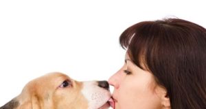 Can Dogs Get Sick From Humans? Can dogs get sick from humans featured image