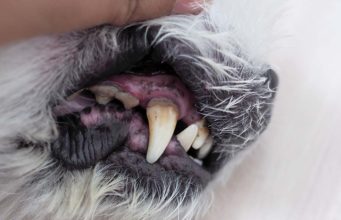 Gingivitis in Dogs: Science-based Prevention and Treatment Gingivitis in Dogs - Science-based Prevention and Treatment