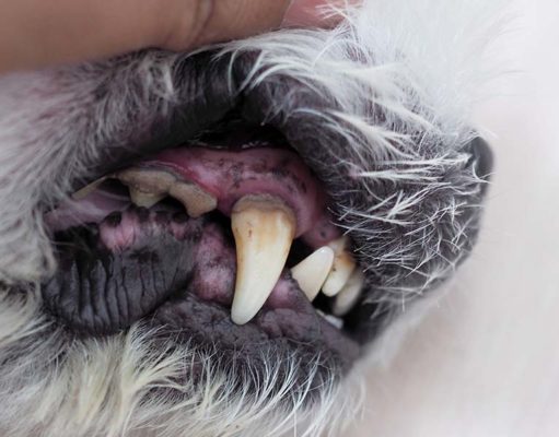 Gingivitis in Dogs: Science-based Prevention and Treatment Gingivitis in Dogs - Science-based Prevention and Treatment