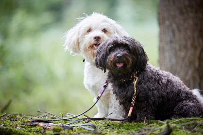 are havanese a healthy breed