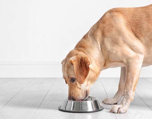 TOP #71: How Diet Affects Your Dog’s Skin and Coat How Diet Affects Your Dog's Skin and Coat