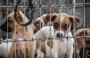 The Business of Dog Smuggling and How It Works How Dog Smuggling Business Works