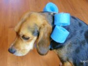 How to Make a Dog Cone How To Make A Dog Cone