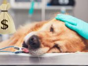 How to Afford an Expensive Pet Surgery How to Afford an Expensive Pet Surgery