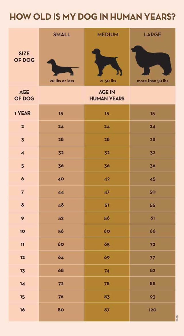 an-info-sheet-showing-how-old-is-my-dog-human-years-and-what-age-it-is