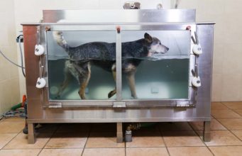 The Benefits of Hydrotherapy and Underwater Treadmills for Dogs Hydrotherapy and Underwater Treadmill for Dogs