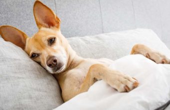 My Dog Has a Cold. What Do I Do? My Dog Has a Cold - What Do I Do