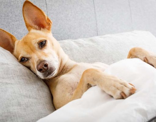 My Dog Has a Cold. What Do I Do? My Dog Has a Cold - What Do I Do