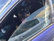 Owner Abandons Dog Inside Car on a Scorching Hot Day to Buy Pet Food Owner Abandons Dog Inside Car On A Scorching Hot Day To Buy Pet Food