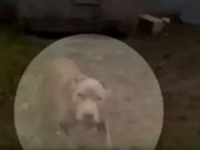 Patrolman Instantly Shoots and Kills Family’s Dog, Calls It Self-Defense Patrolman Instantly Shoots and Kills Family’s Dog, Calls It Self-Defense