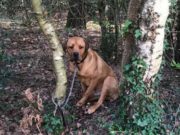 A Person Tied a Terrified Dog to a Tree and Left Him There to Die Person Tied a Terrified Dog to a Tree and Left Him There to Die