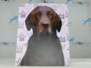 Review: Personalize My Pup Pet Portrait Canvas Wrap Personalize My Pup Pet Portrait Canvas Wrap